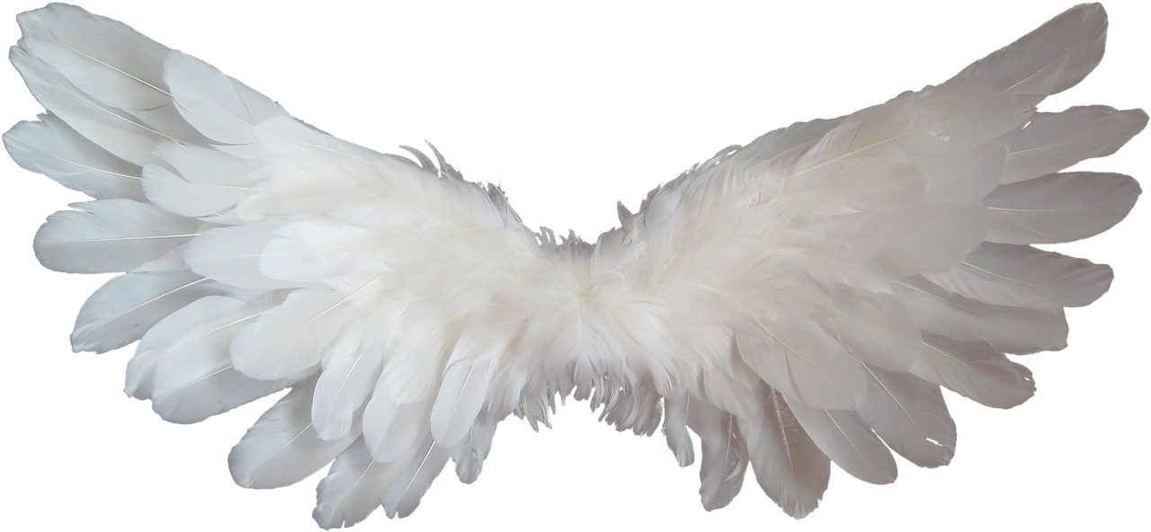 Image - white angel wings feather heaven