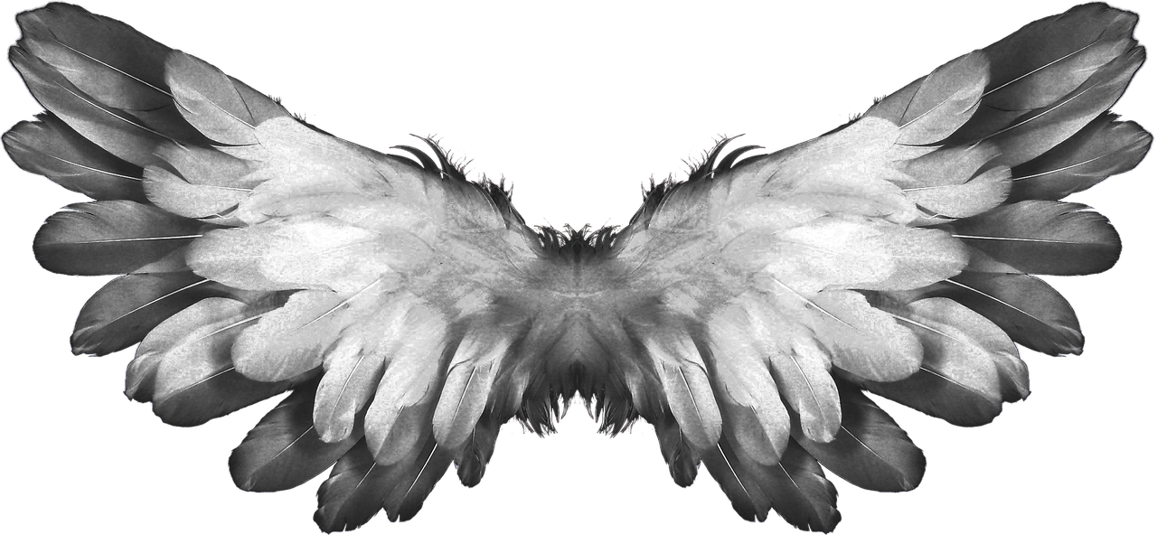 Image - angel wings feather heaven