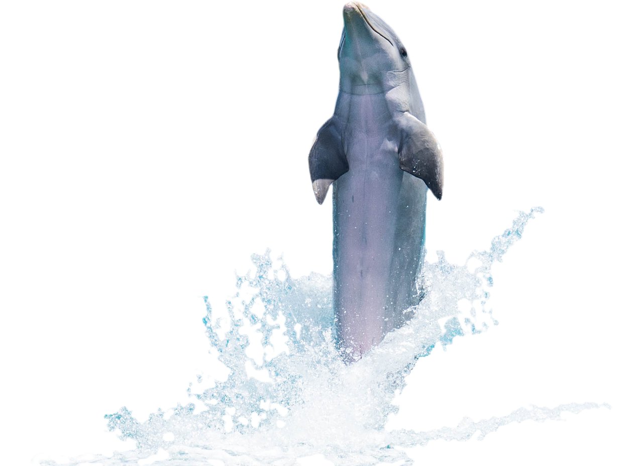 Image - dolphin fish animal flipper sea