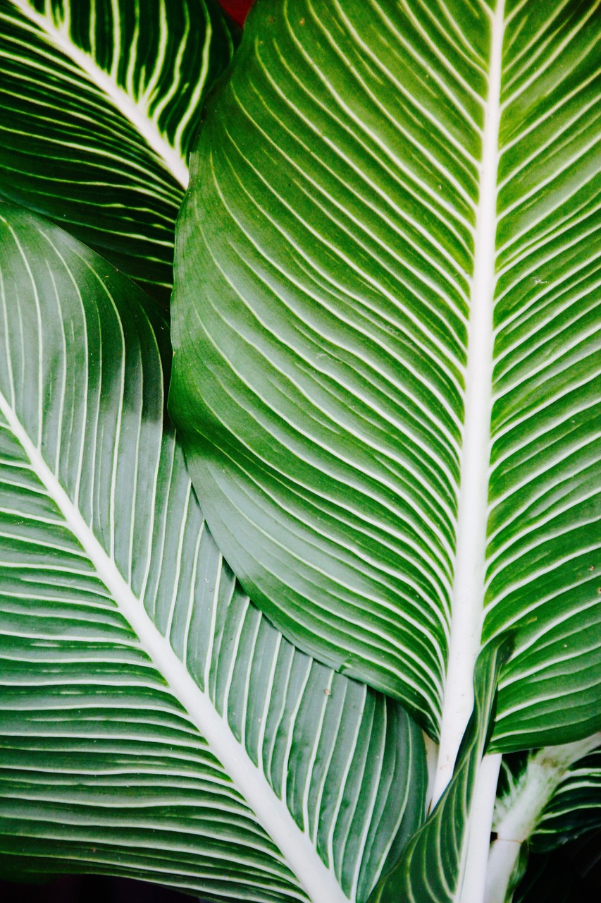Image - palm frond leaf exotic palm tree