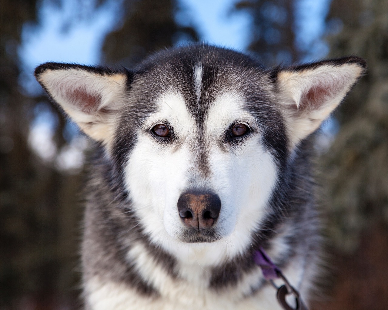 Image - husky dog canine portrait sled dog