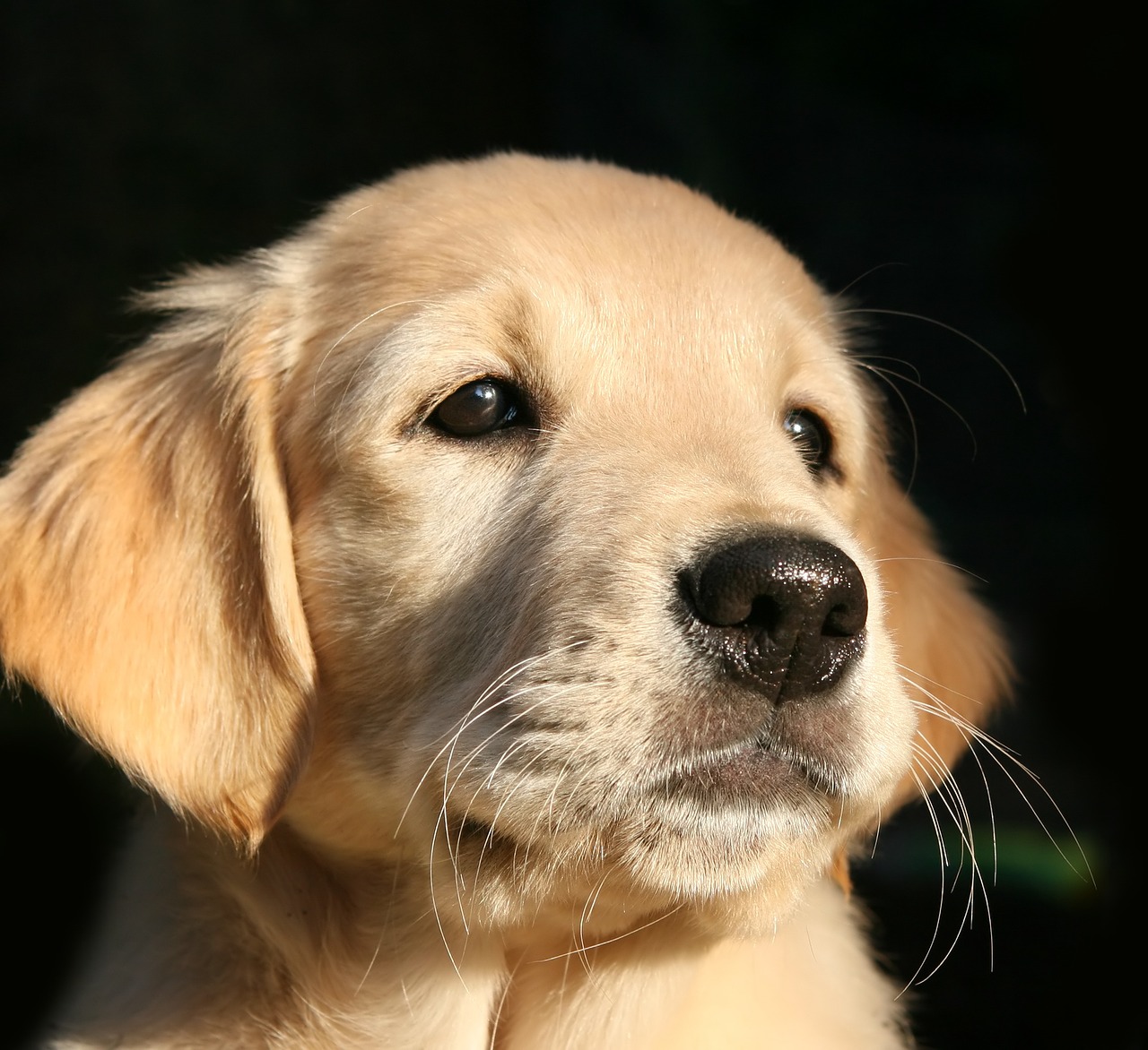 Image - puppy dog golden retriever dog head
