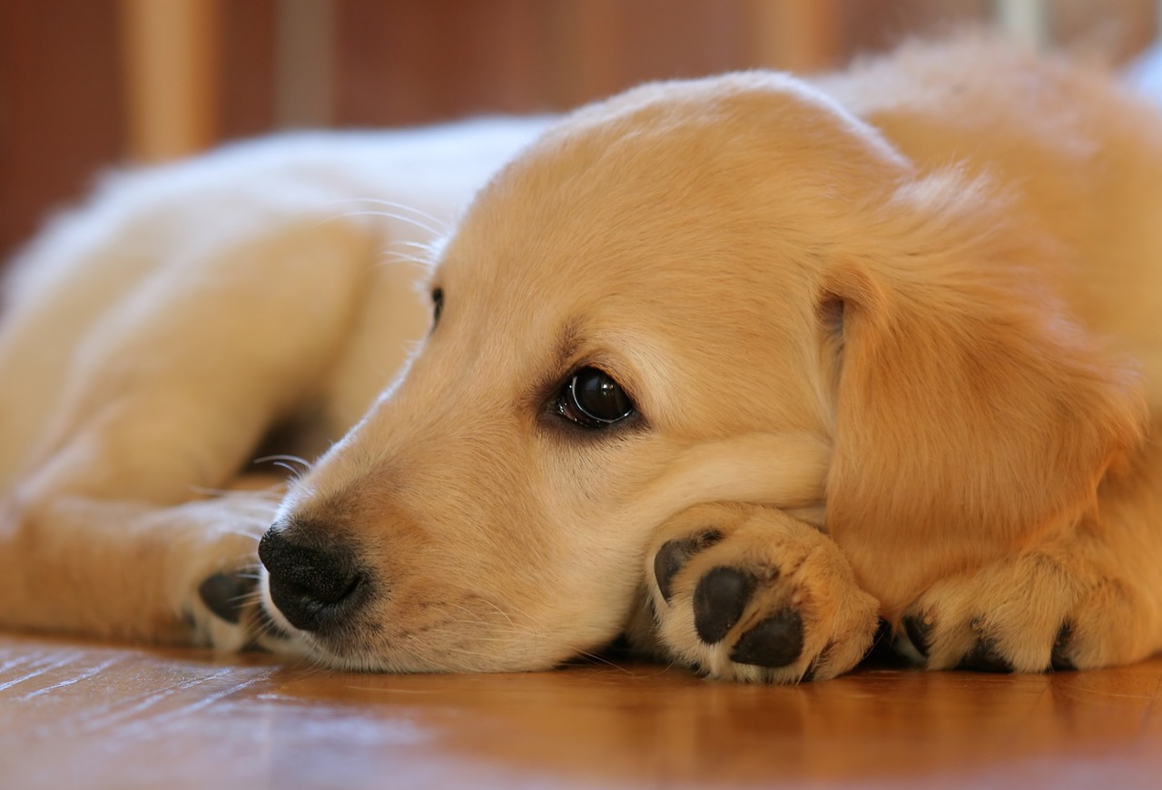 Image - puppy dog golden retriever pet