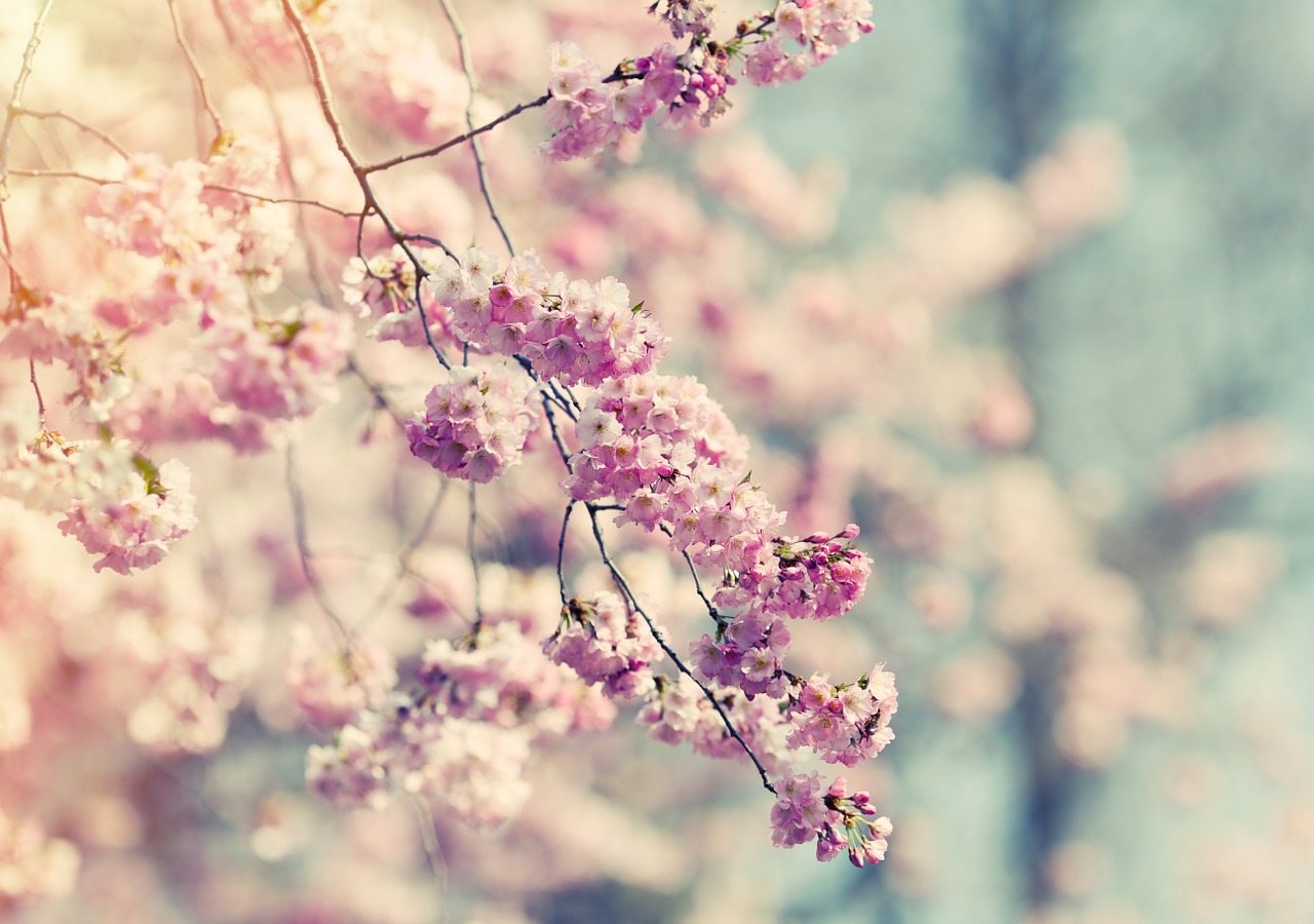Image - tree blossom bloom pink flower