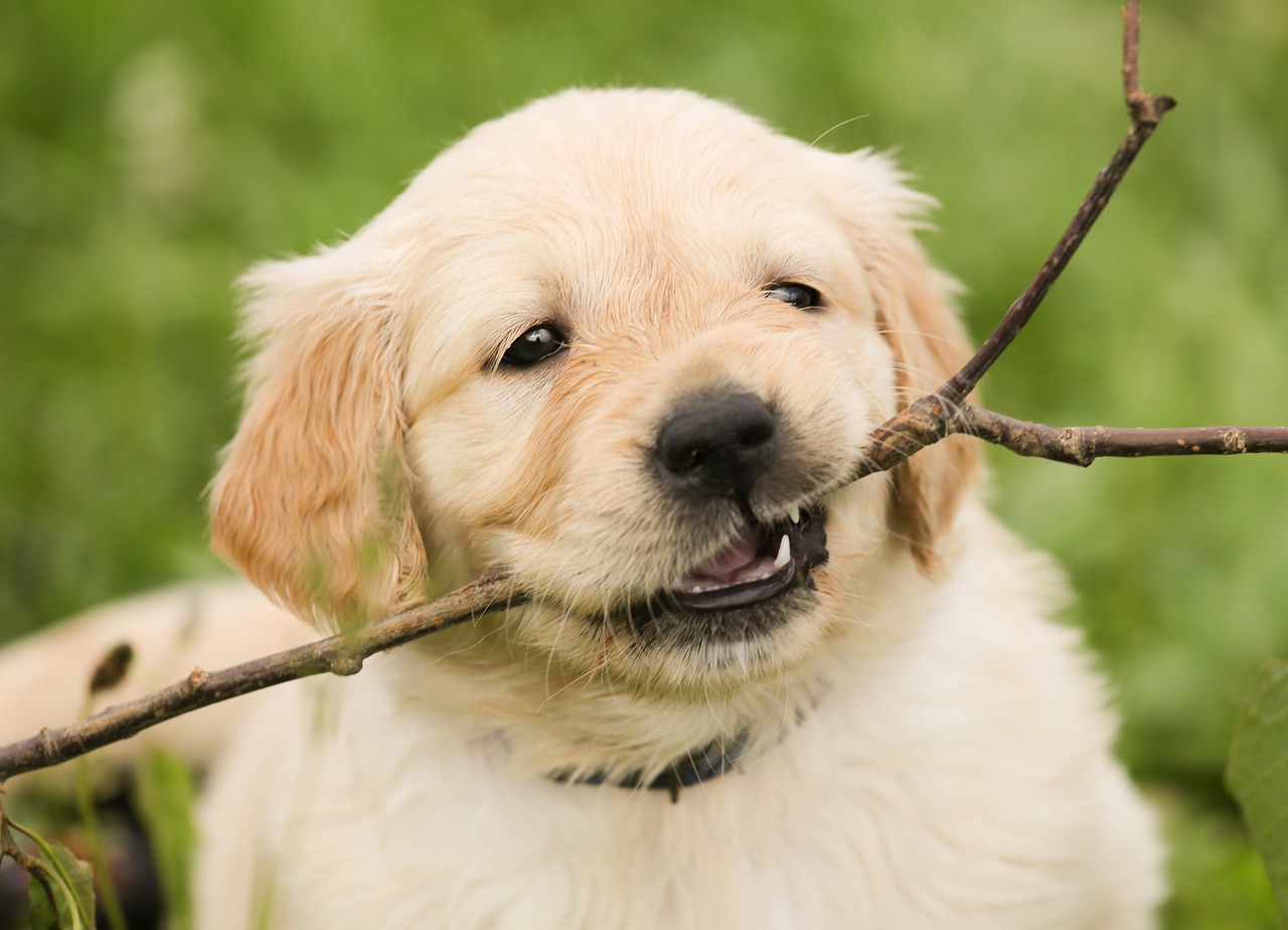 Image - puppy golden retriever dog pet