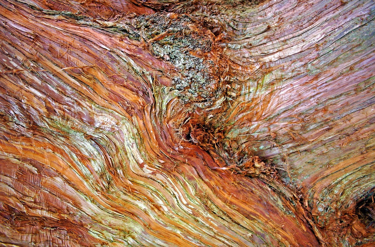 Image - bark tree nature wood brown