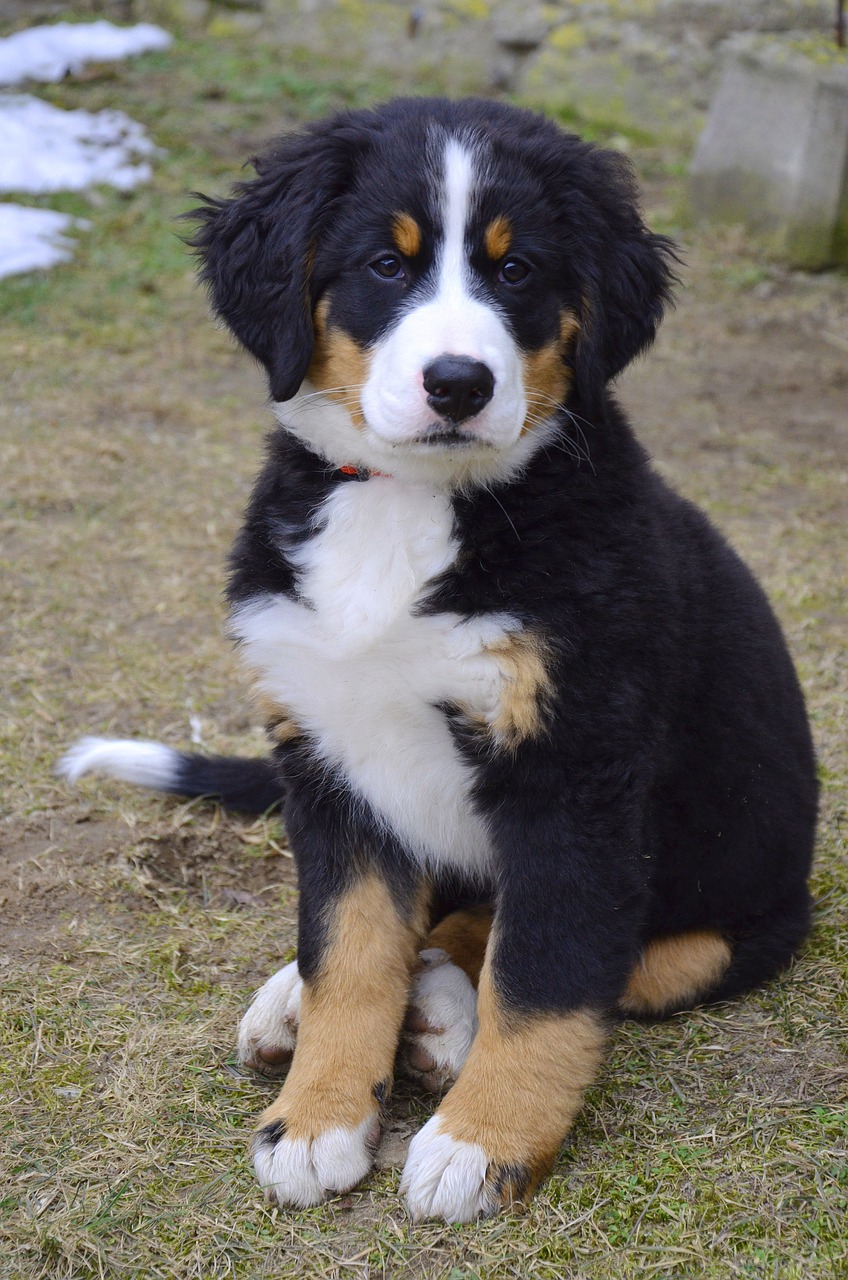 Image - puppy bernese mountain dog dog