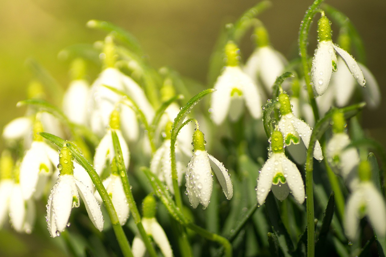 Image - snowdrop flowers spring
