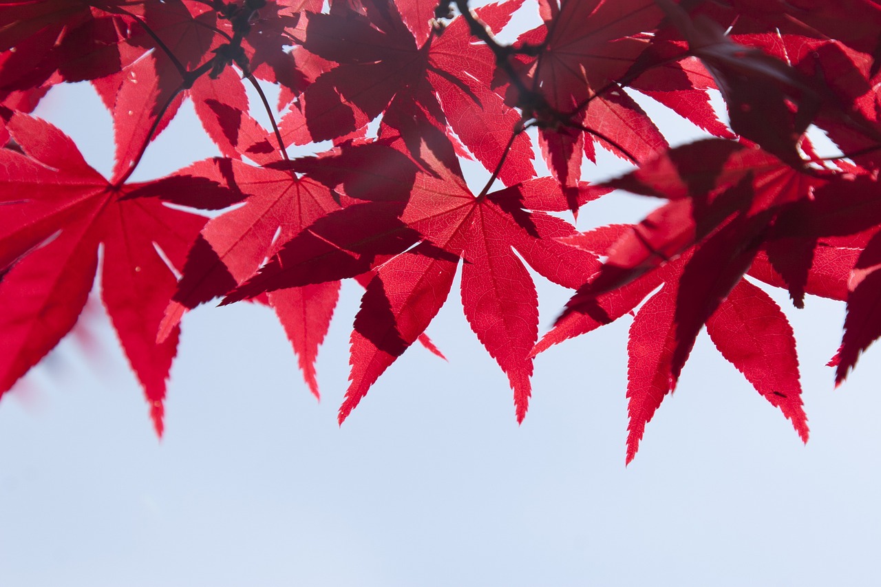 Image - leaves tree summer autumn branch