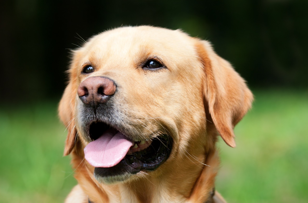 Image - dog labrador light brown