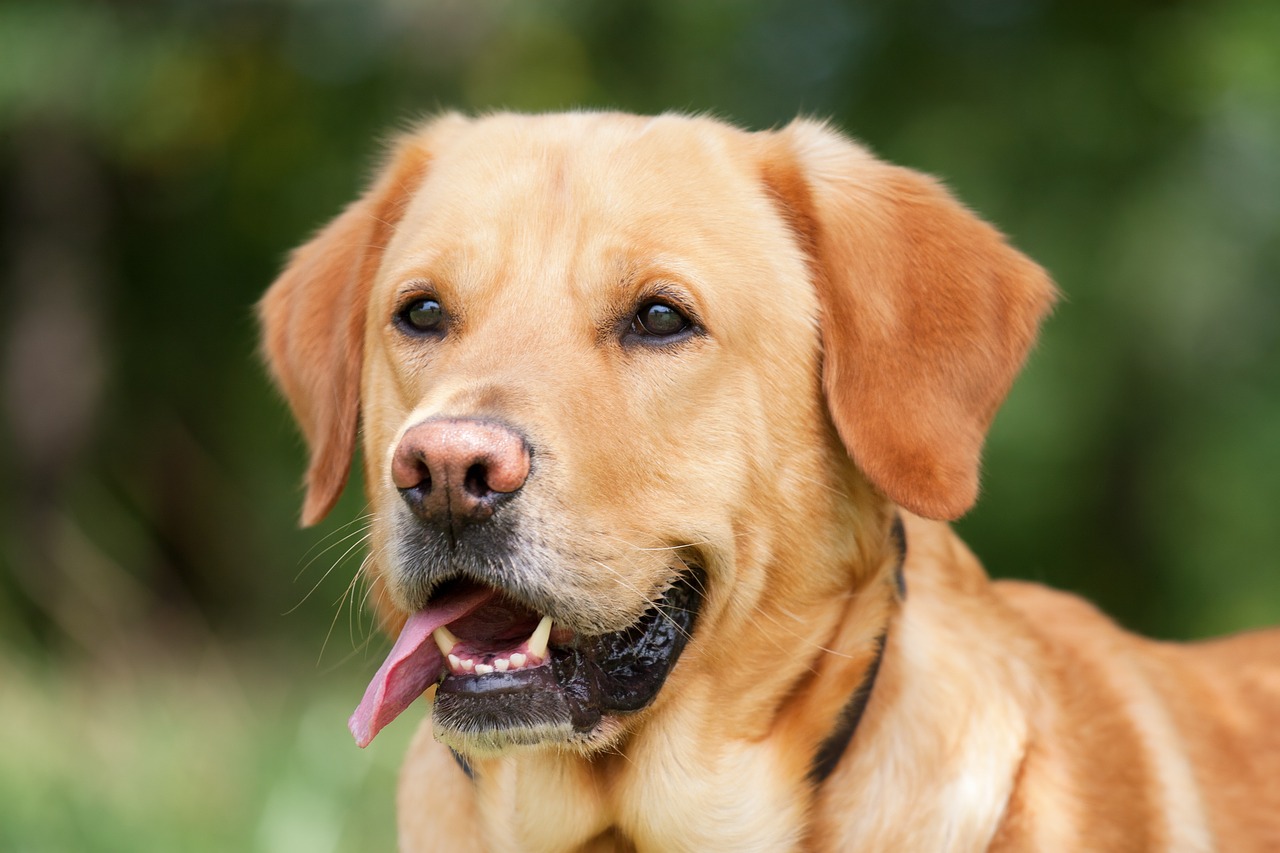 Image - dog labrador light brown