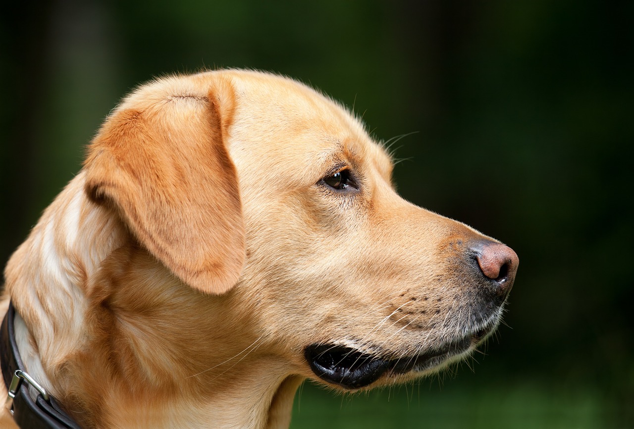 Image - dog labrador light brown pet