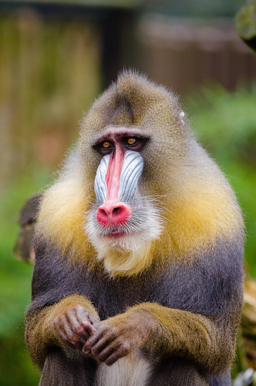 Image - mandrill sad face portrait cute