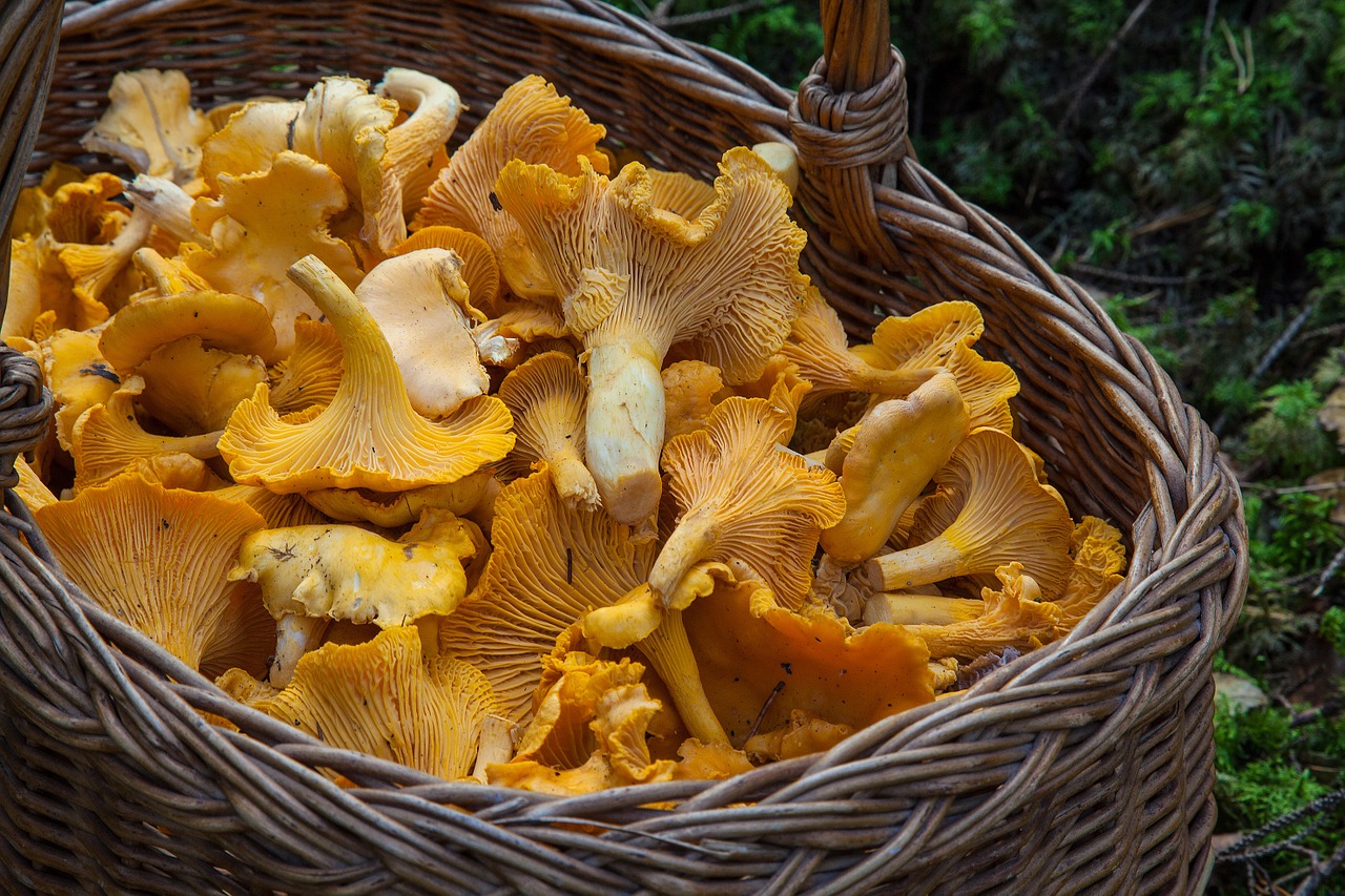 Image - sponge basket chanterelle mushrooms