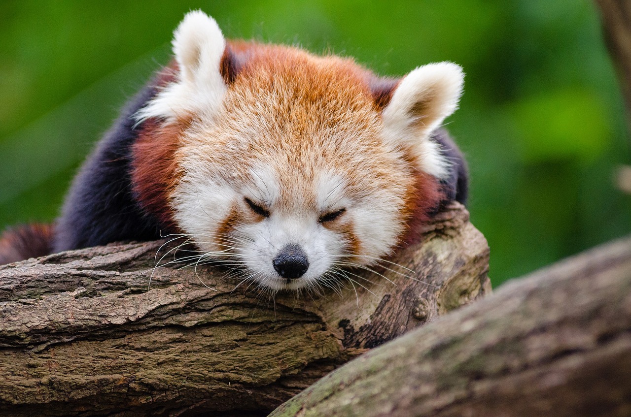 Image - red panda sleeps rest cute tired