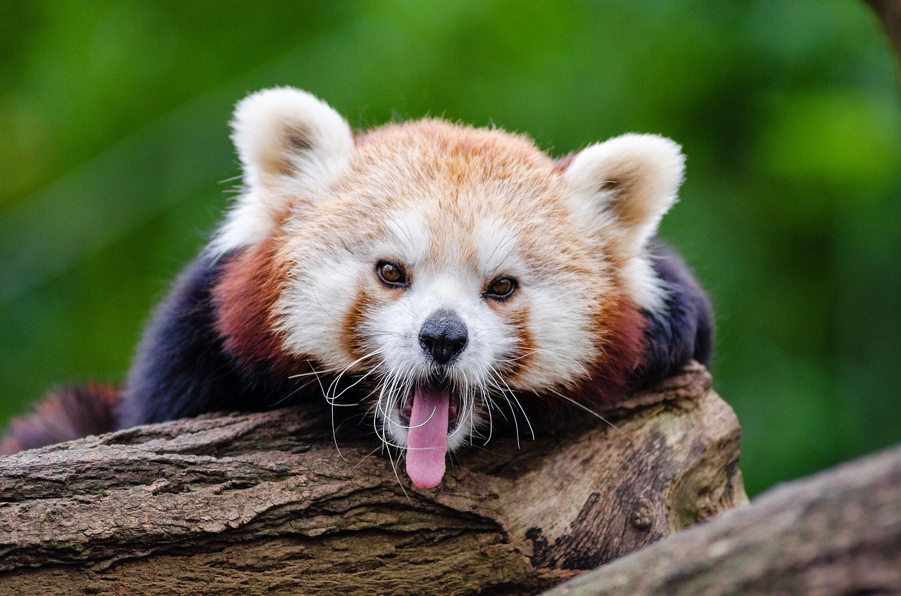 Image - red panda yawns english speaking