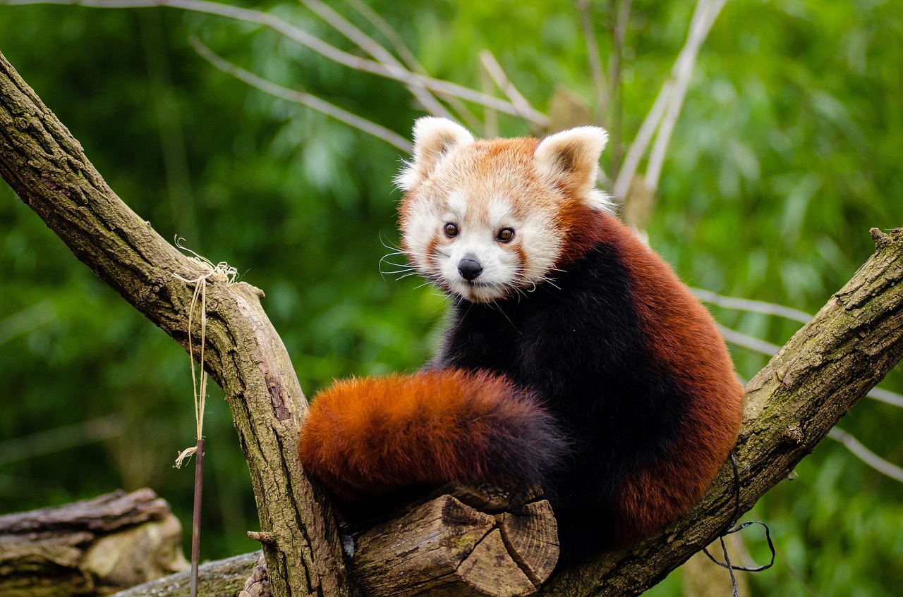 Image - red panda little panda cute curious