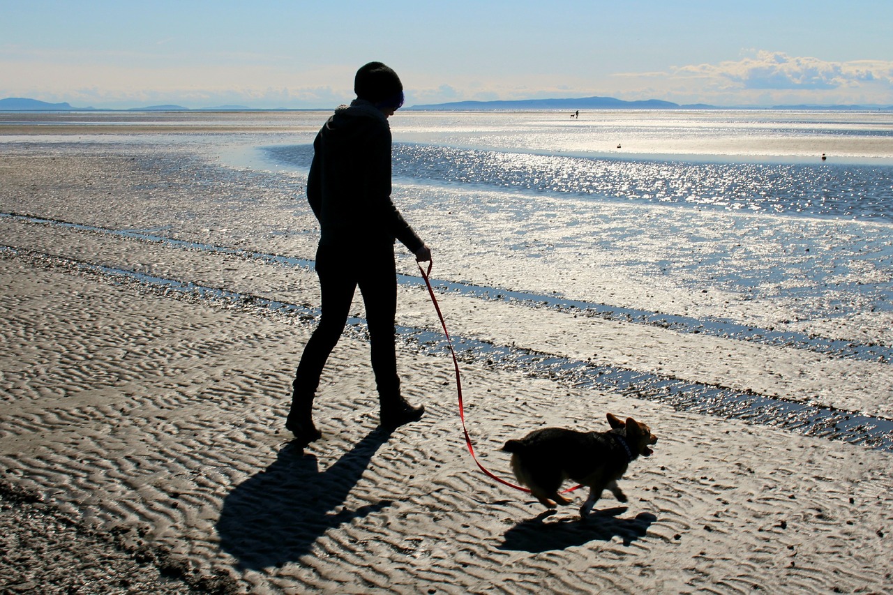 Image - beach dog corgi ocean sand sea