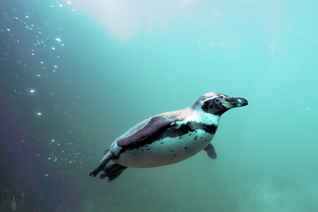 Image - penguin water bird swim animal
