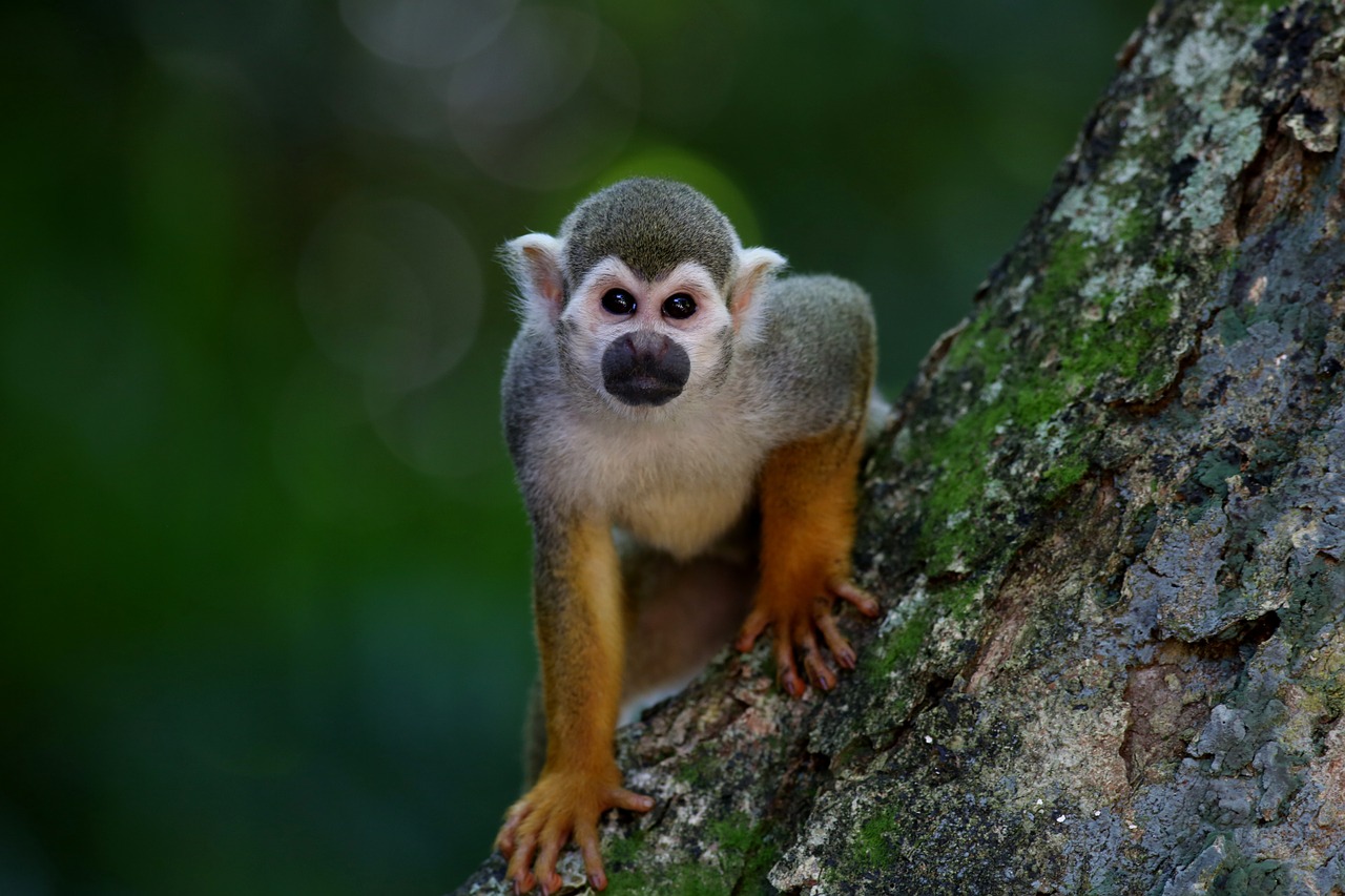 Image - scented monkey primate animal