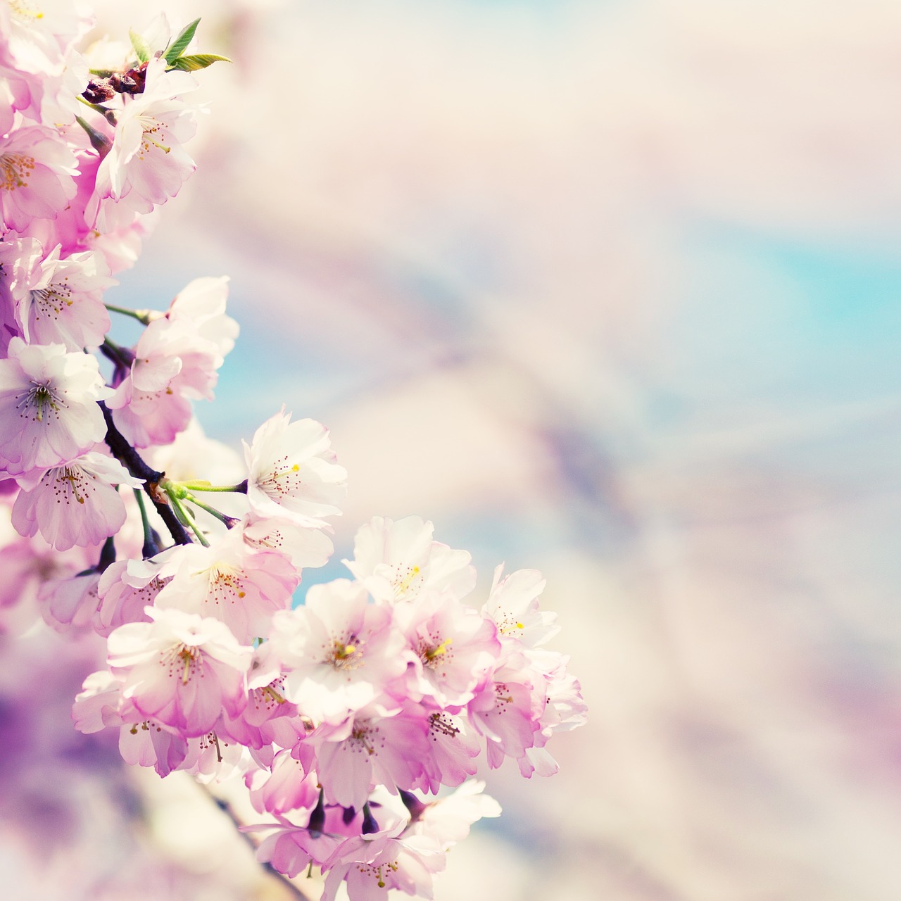 Image - flowers bud pink blossom bloom