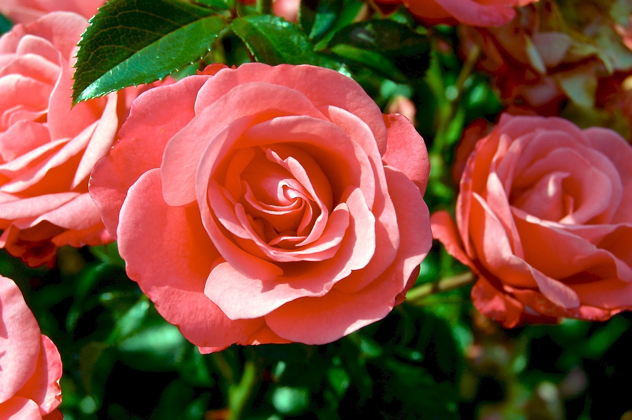 Image - roses rosebush flowers blooming