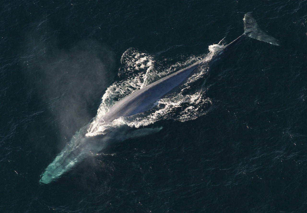 Image - blue whale ocean mammal