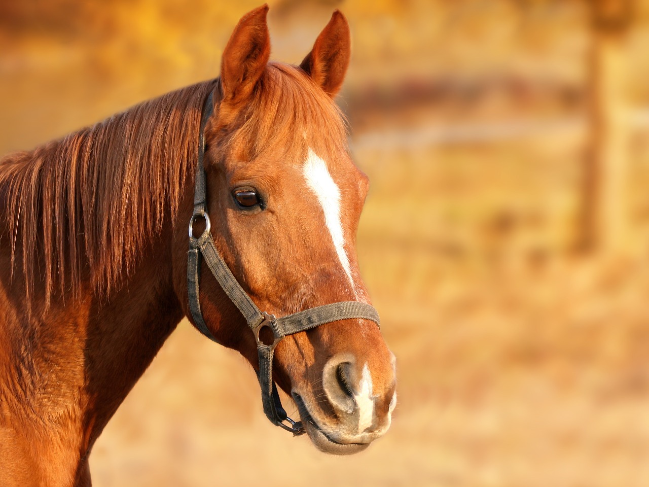 Image - horse brown animal portrait