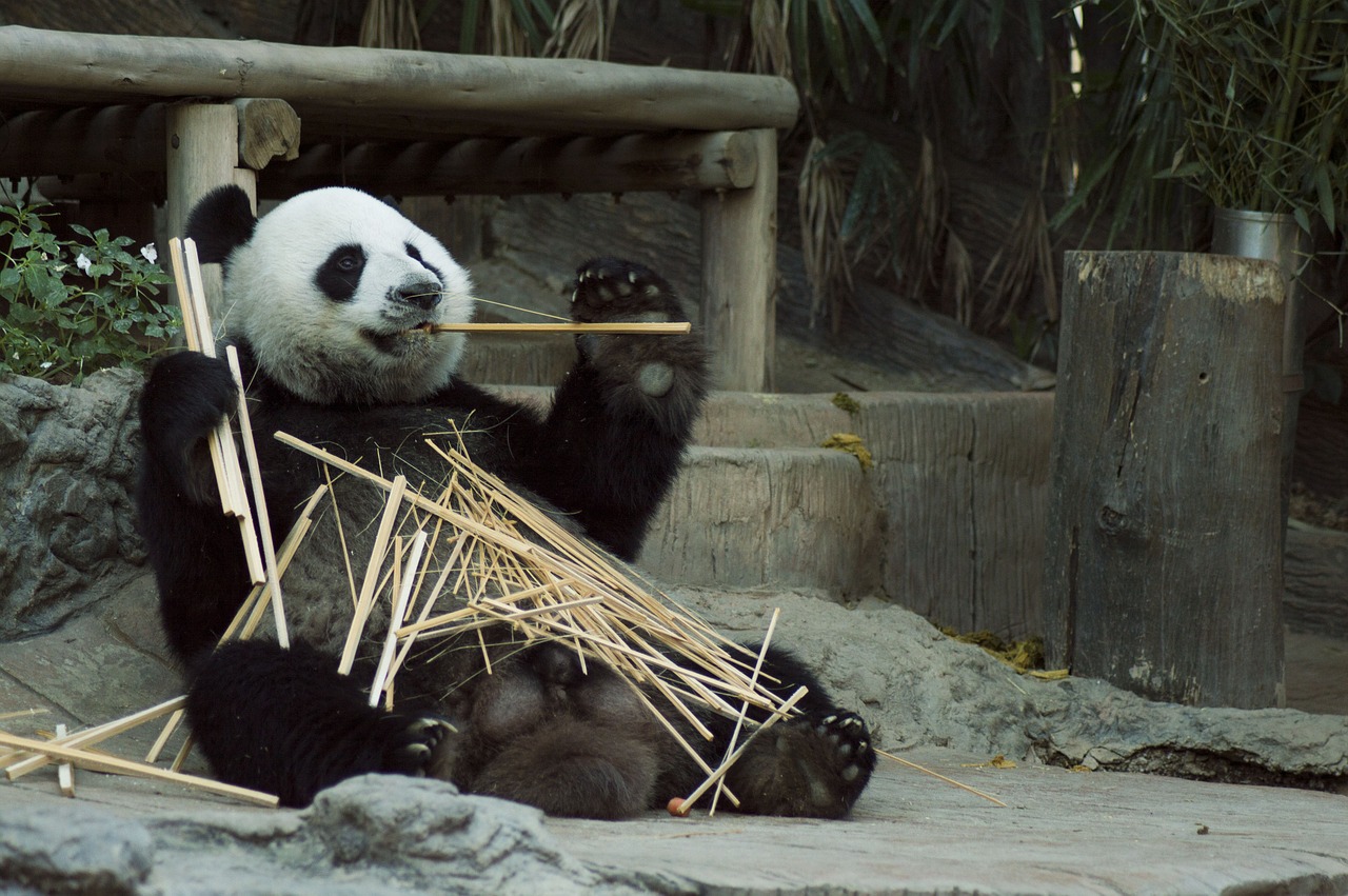 Image - panda cub wildlife zoo cute china