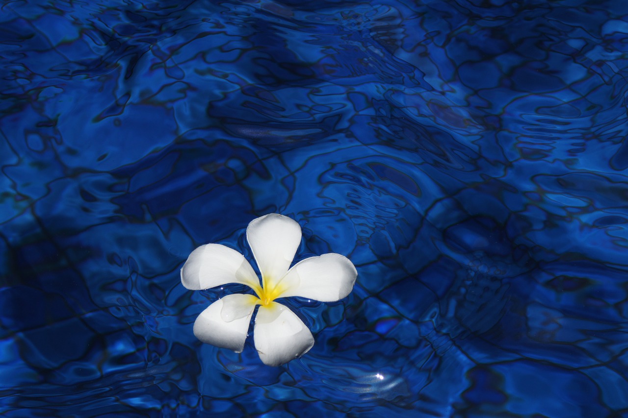 Image - flower water spring plant plumeria