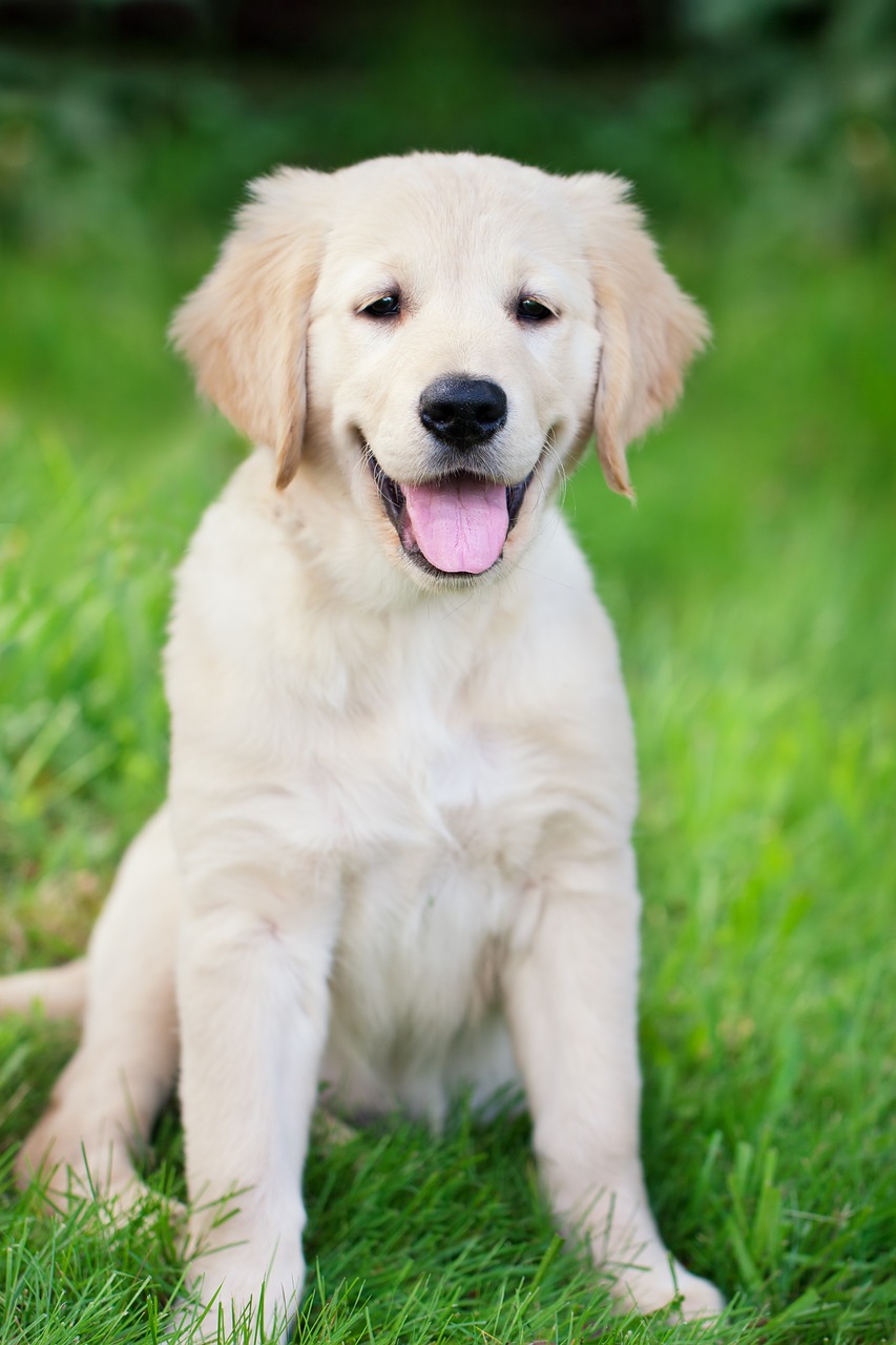 Image - dog puppy golden retriever young