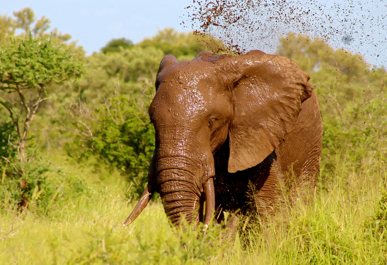 Image - elephant wild animal mud spray