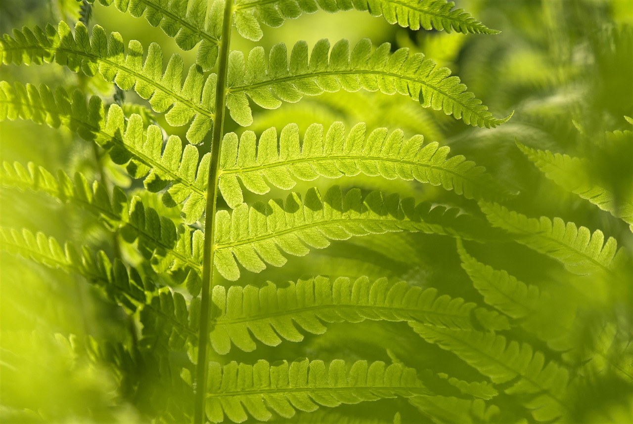 Image - matteucia struthiopteris fern leaf