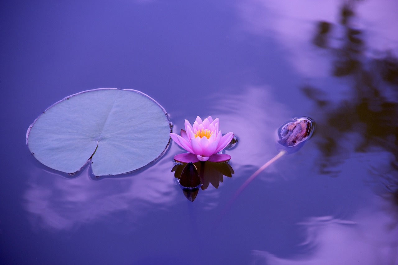 Image - lotus natural water meditation zen