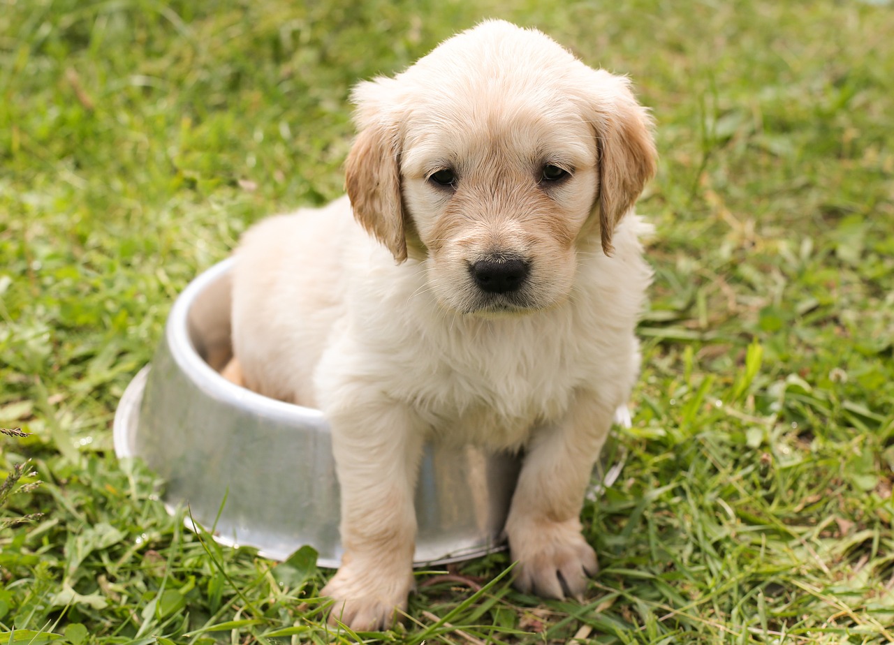 Image - puppy golden retriever dog