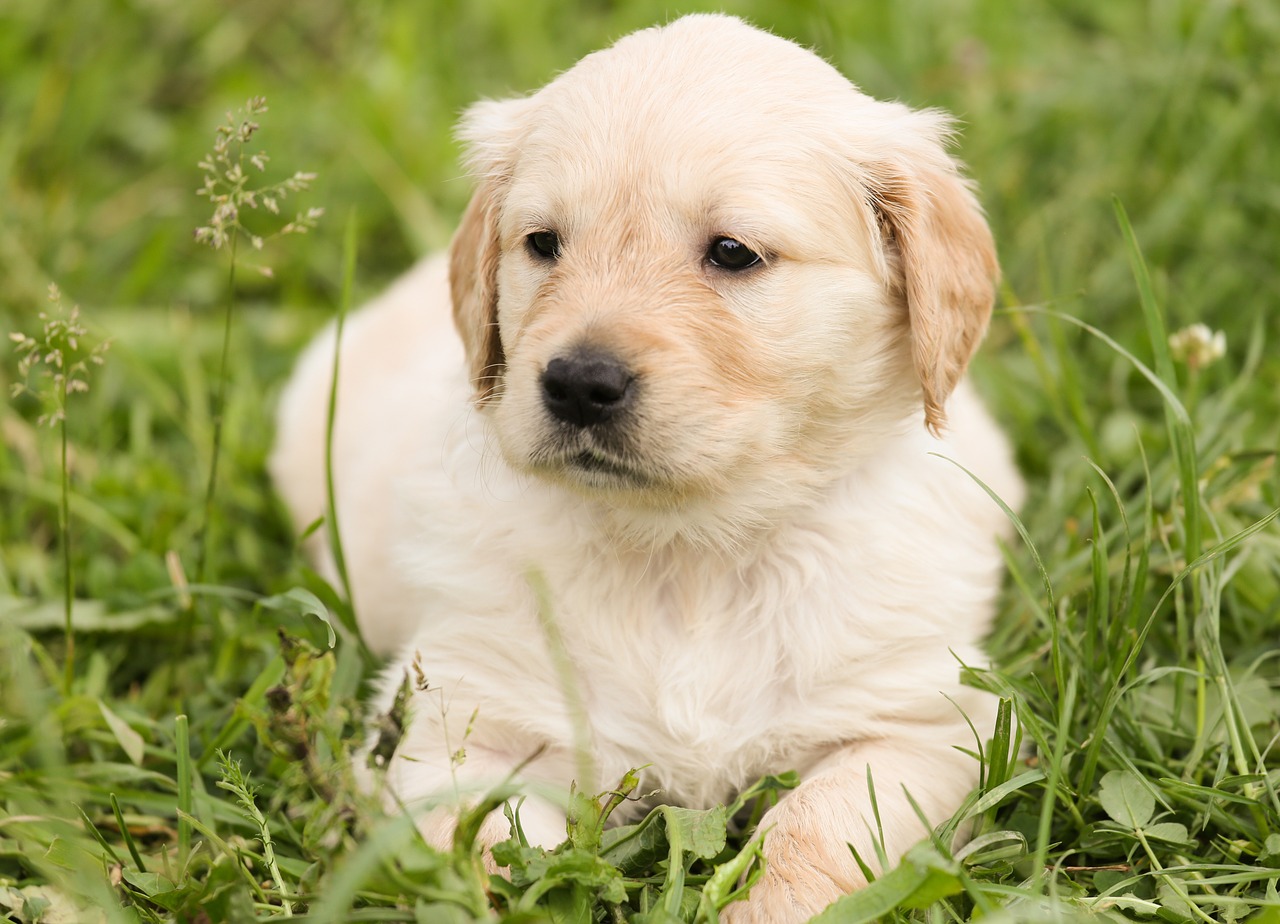 Image - puppy golden retriever dog