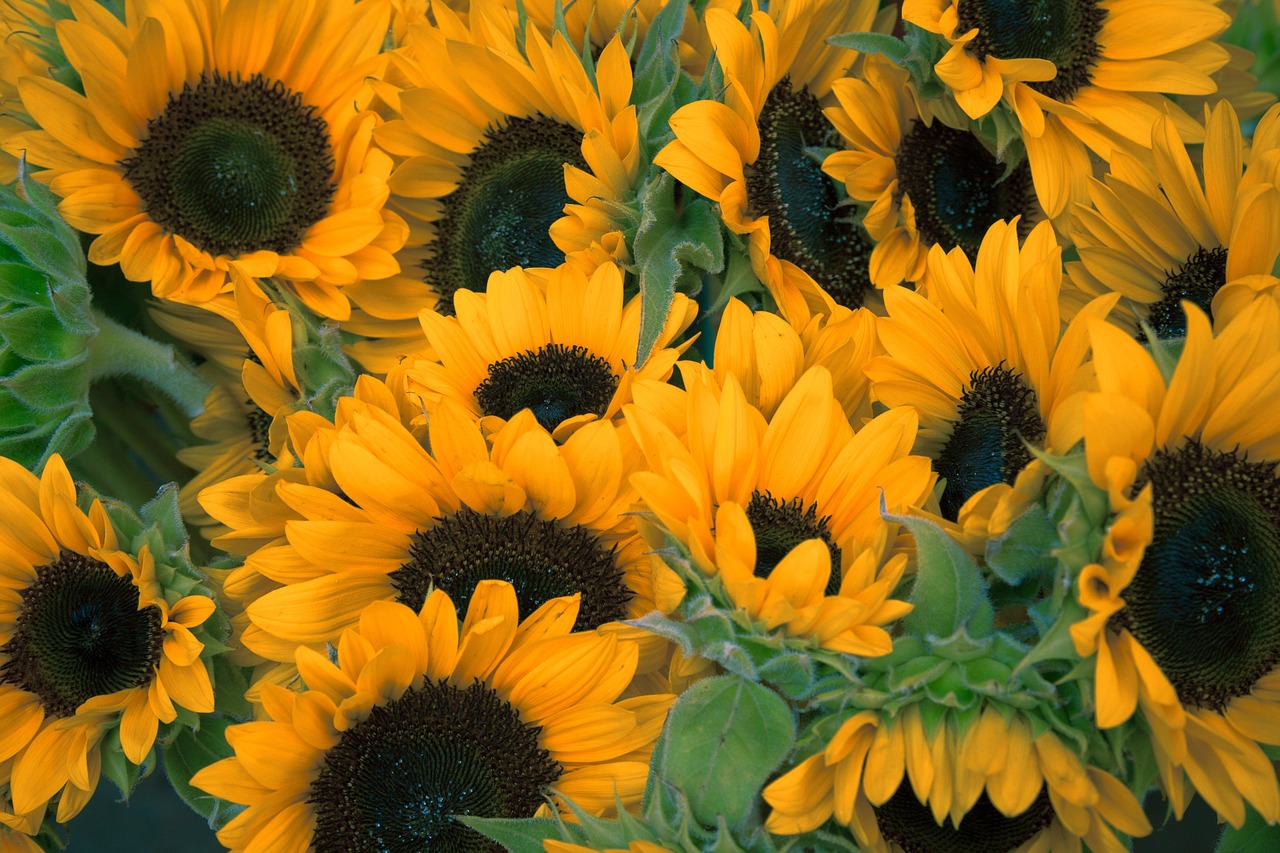 Image - sunflowers flowers petals