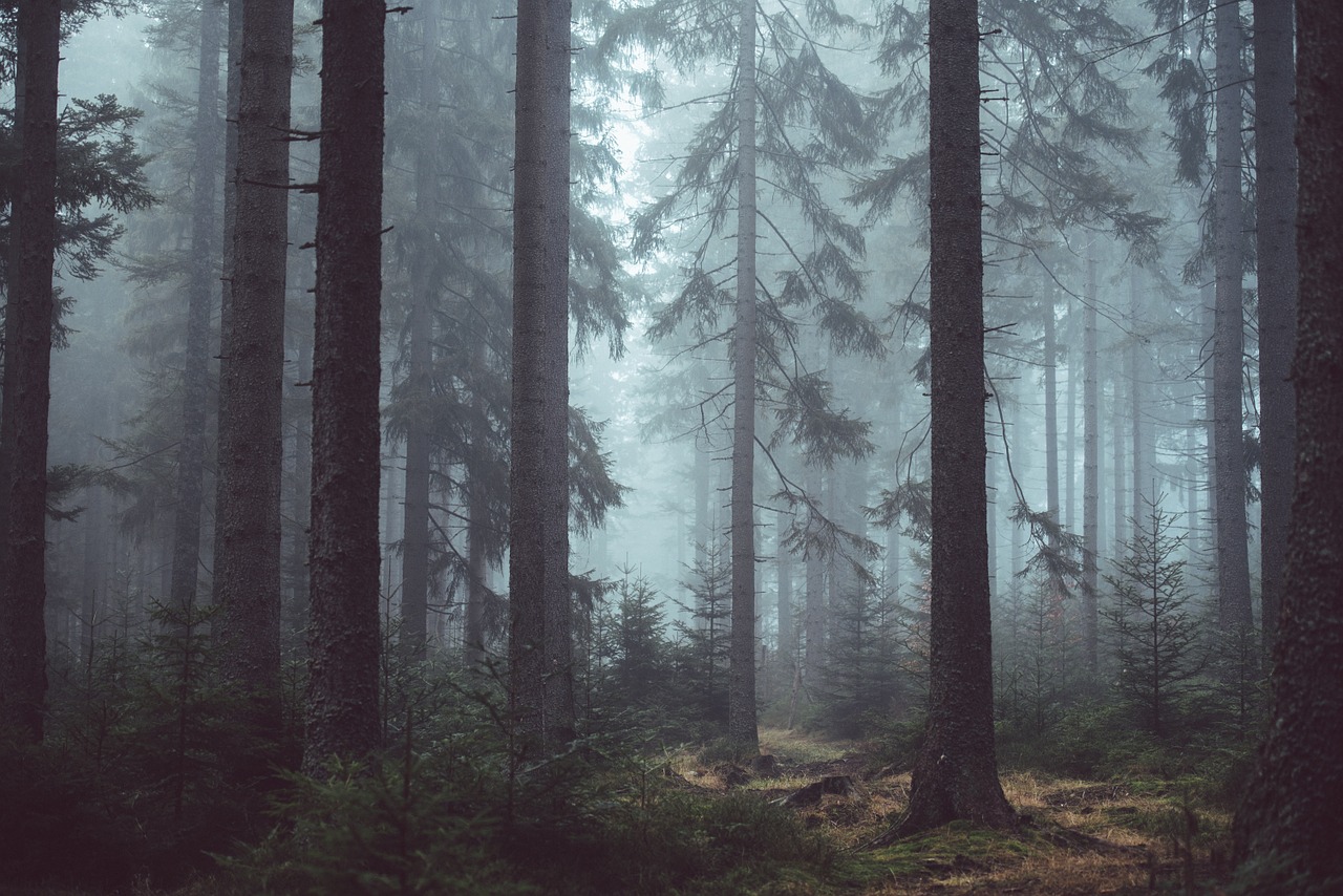 Image - forest woods misty forest trees