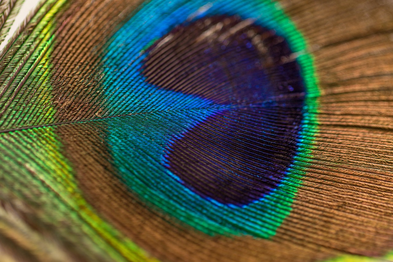 Image - peacock feather feather peacock