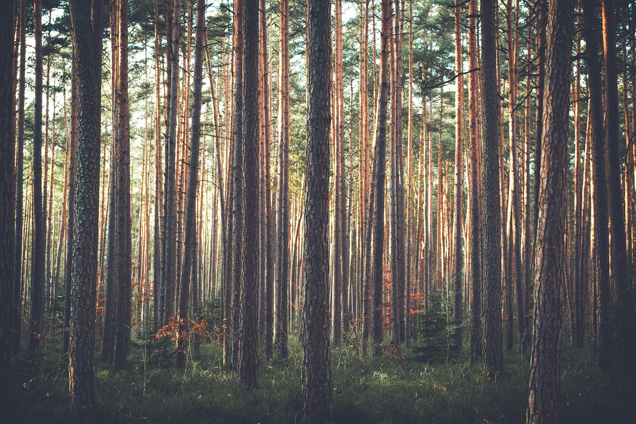 Image - trees forest woods thicket