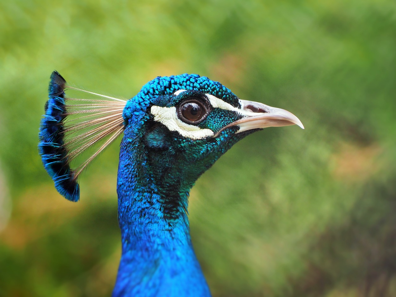 Image - peacock head peacock blue feather