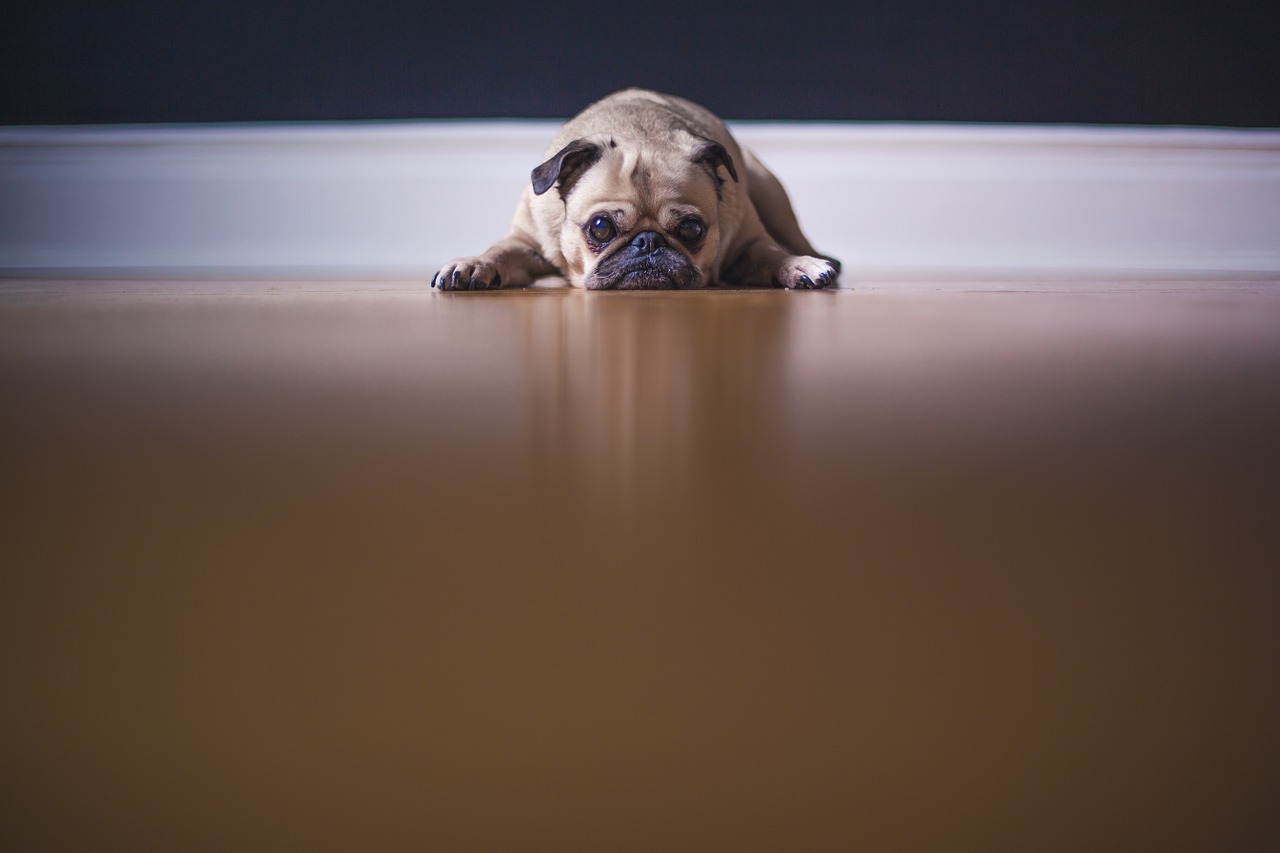 Image - pug dog puppy grumpy cute animal