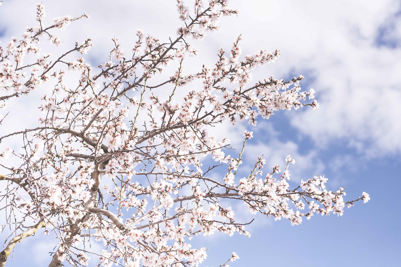 Image - tree sakura blossom bloom