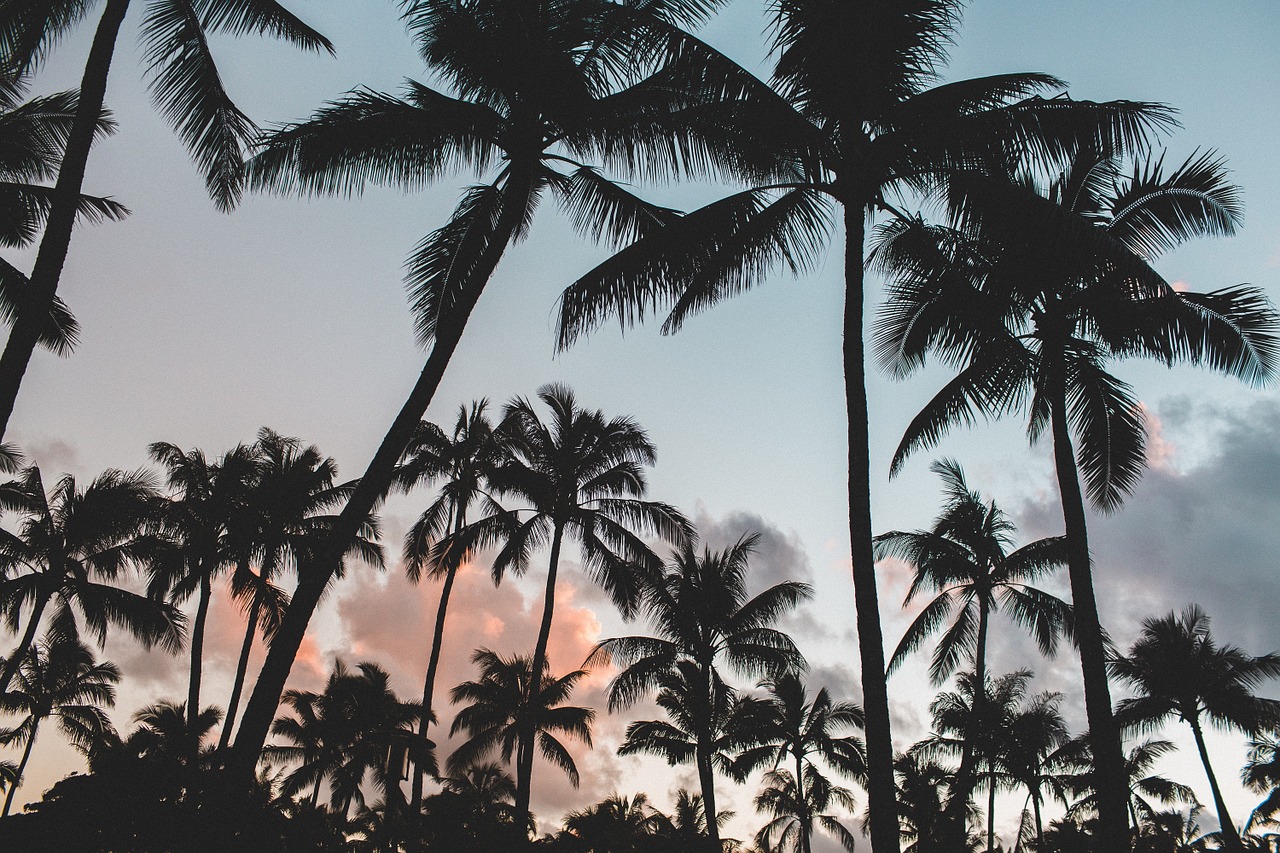 Image - palm trees trees dusk tropics