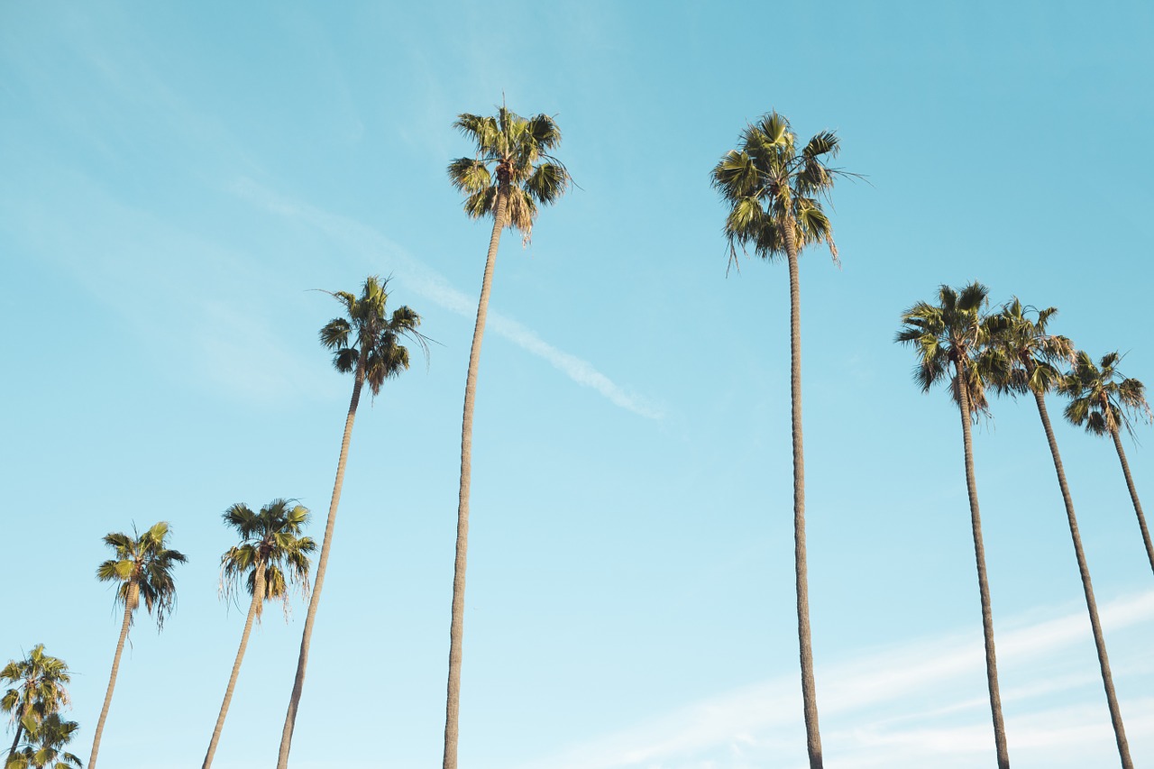 Image - palm trees upward tropical blue sky