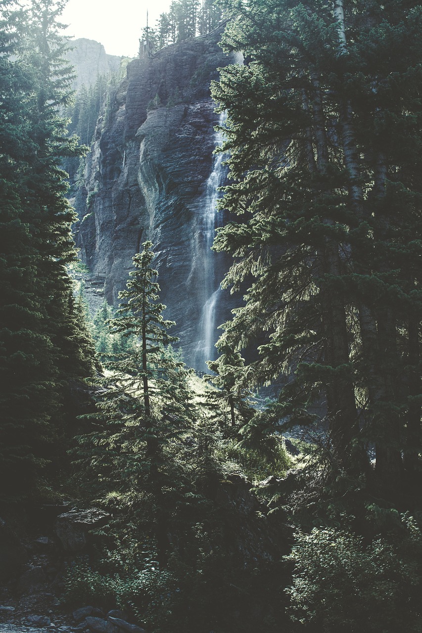 Image - nature forest trees pines