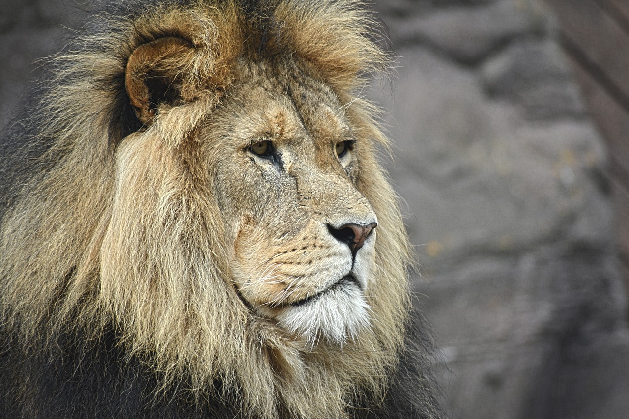 Image - lion majestic felline king