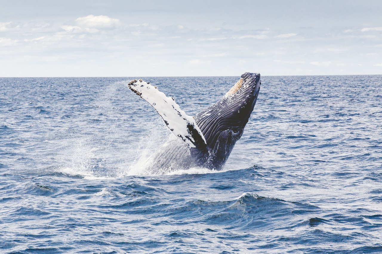 Image - humpback whale marine mammal