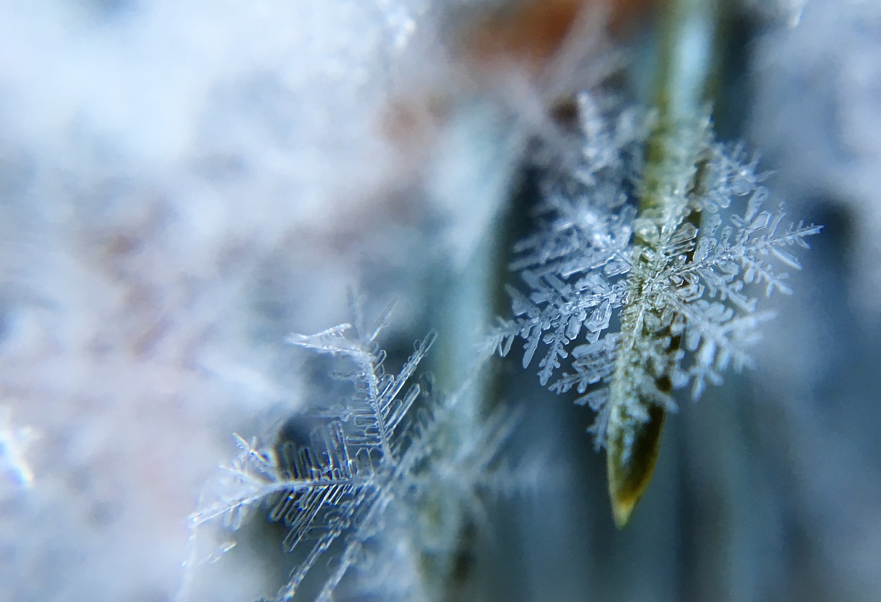 Image - frost nature winter snow ice