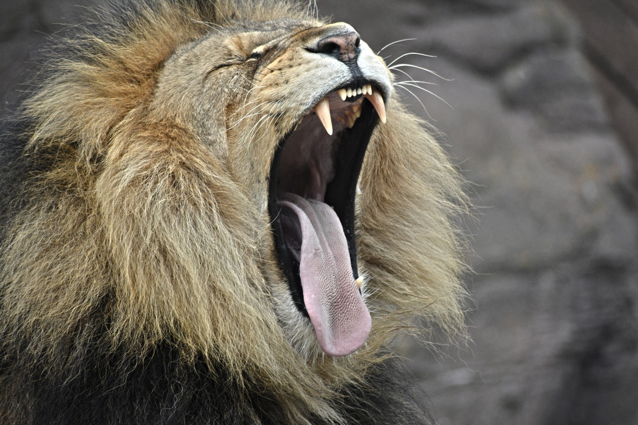 Image - lion yawning cat wildlife